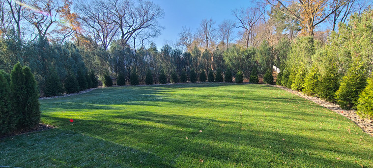 Manicured lawn bordered by mature evergreen privacy plantings
