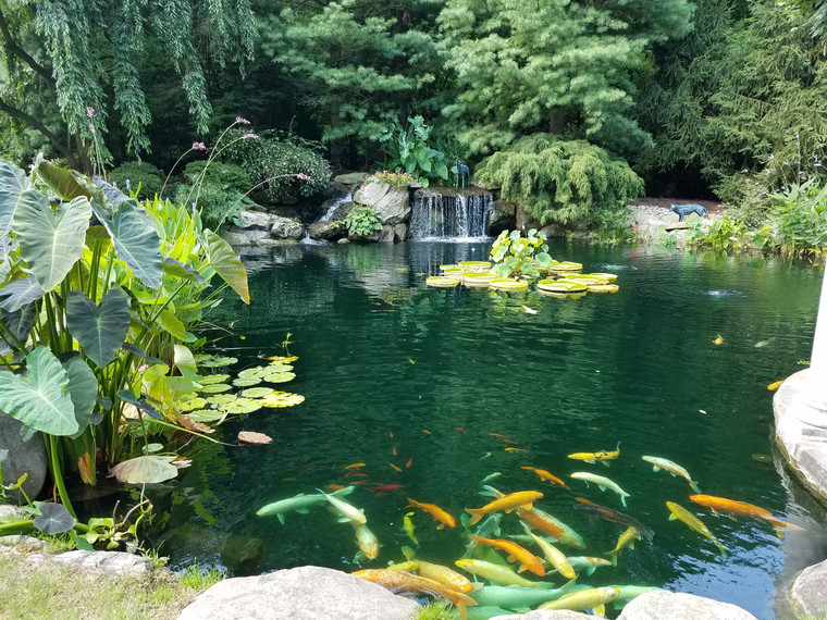 Koi pond with cascading waterfall, water lilies, and tropical plantings